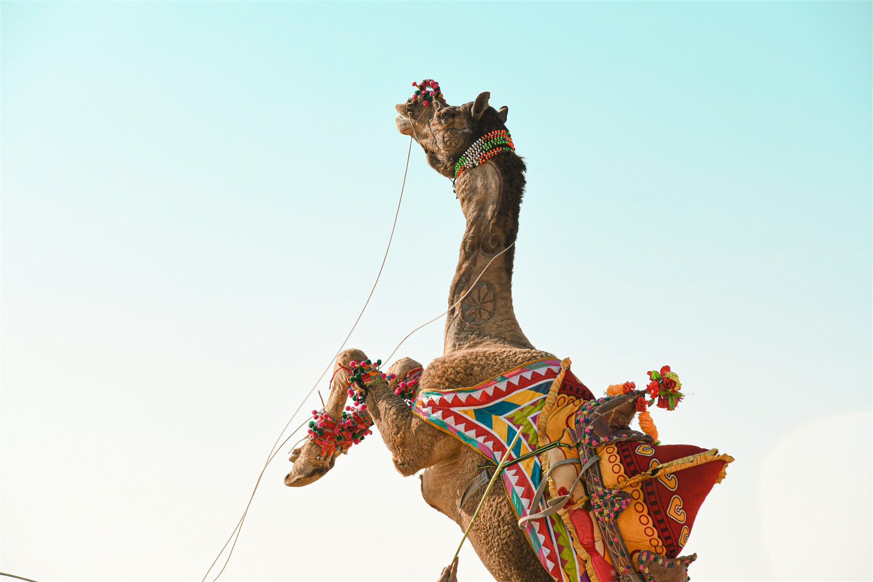 A decorated camel jumping to music at Jaisalmer’s Desert Festival, wearing colourful textiles and ornaments